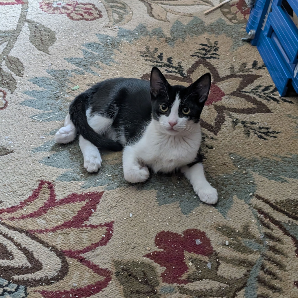Poptart