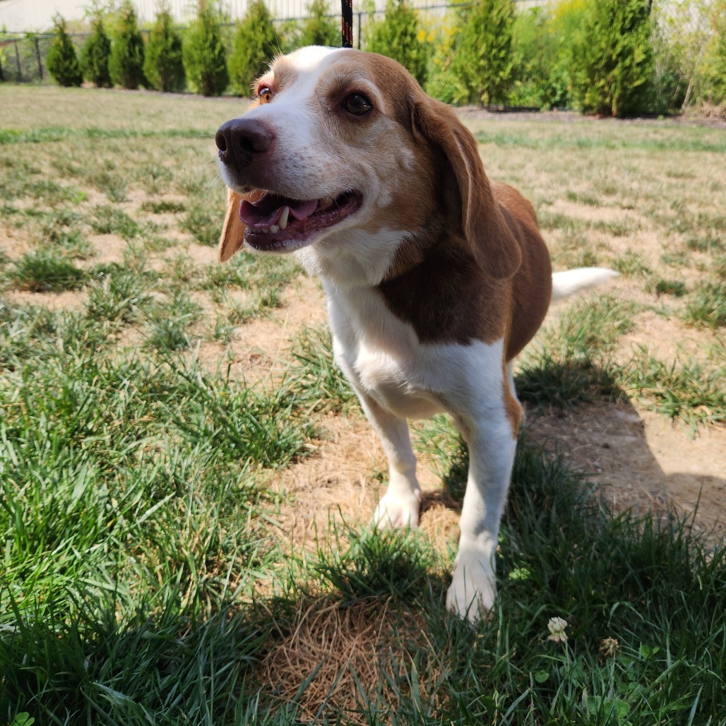 Henry