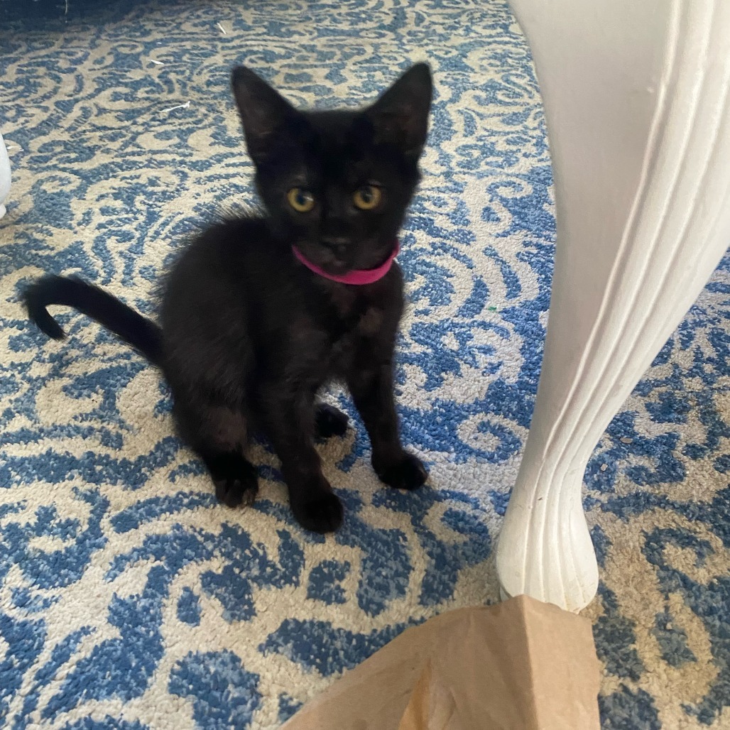 Bella