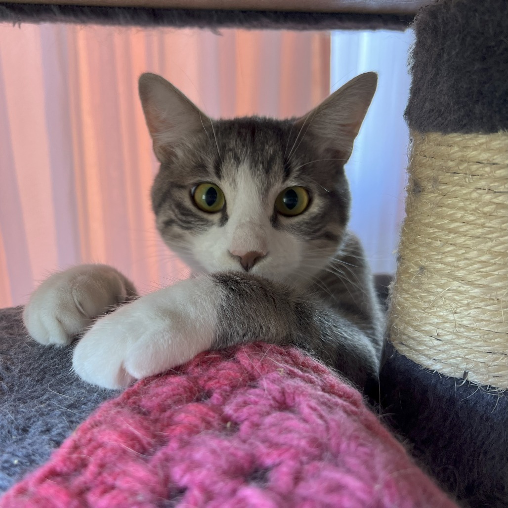 Bulldog, an adoptable Domestic Short Hair in Lions Bay, BC, V0N 2E0 | Photo Image 1