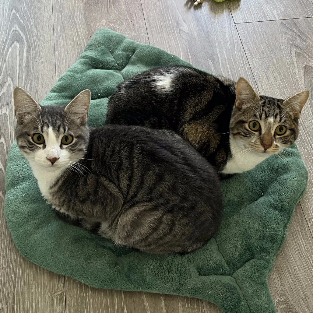 Bulldog, an adoptable Domestic Short Hair in Lions Bay, BC, V0N 2E0 | Photo Image 2