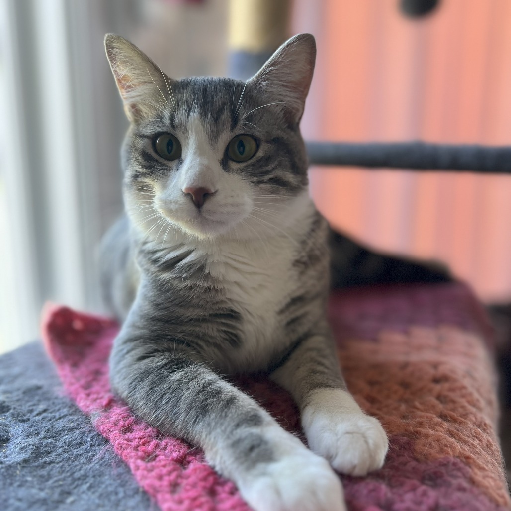 Bulldog, an adoptable Domestic Short Hair in Lions Bay, BC, V0N 2E0 | Photo Image 3