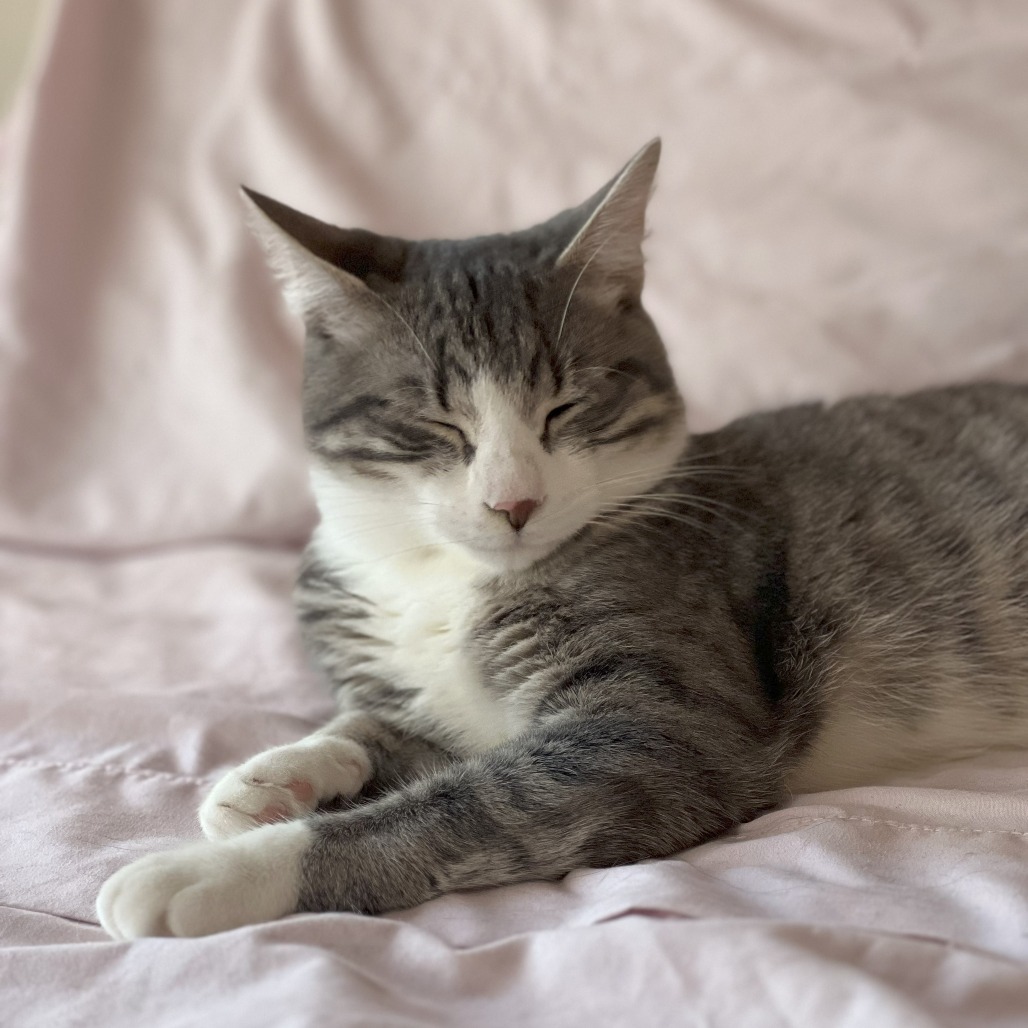 Bulldog, an adoptable Domestic Short Hair in Lions Bay, BC, V0N 2E0 | Photo Image 4