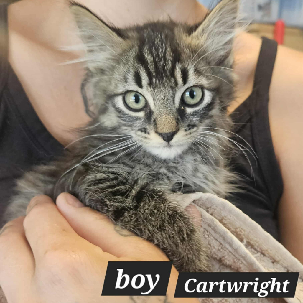 Cartwright, an adoptable Domestic Long Hair in Lions Bay, BC, V0N 2E0 | Photo Image 1