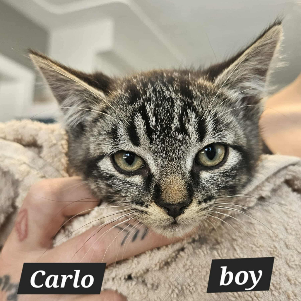 Carlo, an adoptable Domestic Short Hair in Lions Bay, BC, V0N 2E0 | Photo Image 1