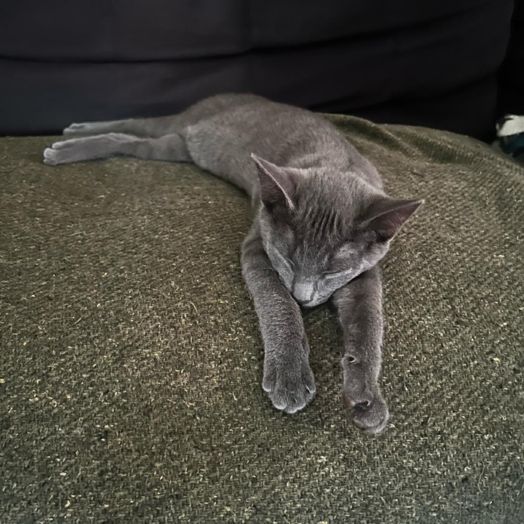 Forest, an adoptable Domestic Short Hair in Lions Bay, BC, V0N 2E0 | Photo Image 1