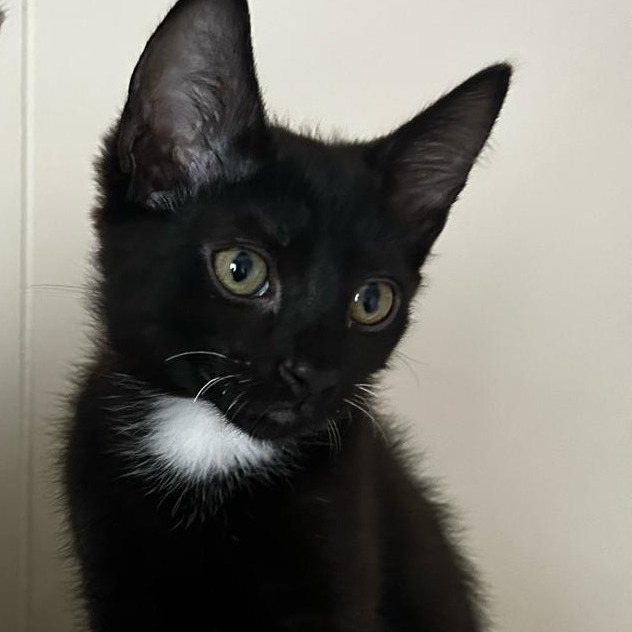 Fairy, an adoptable Domestic Short Hair in Lions Bay, BC, V0N 2E0 | Photo Image 1