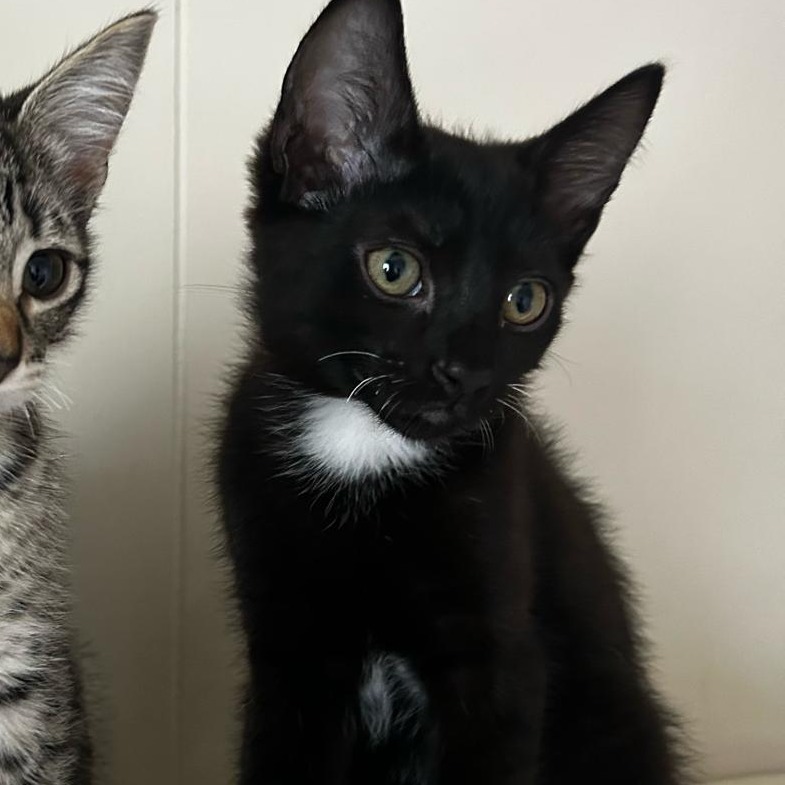 Fairy, an adoptable Domestic Short Hair in Lions Bay, BC, V0N 2E0 | Photo Image 2