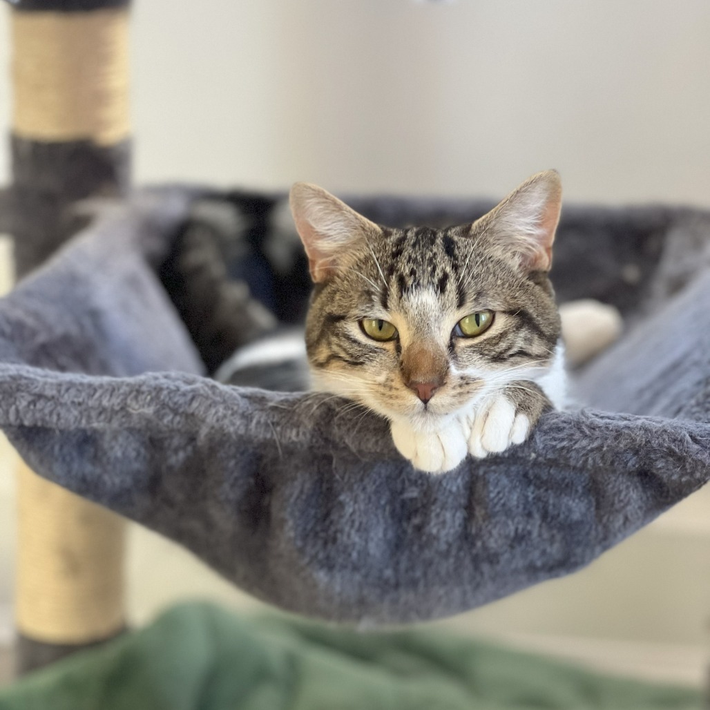 Mastiff, an adoptable Domestic Short Hair in Lions Bay, BC, V0N 2E0 | Photo Image 1