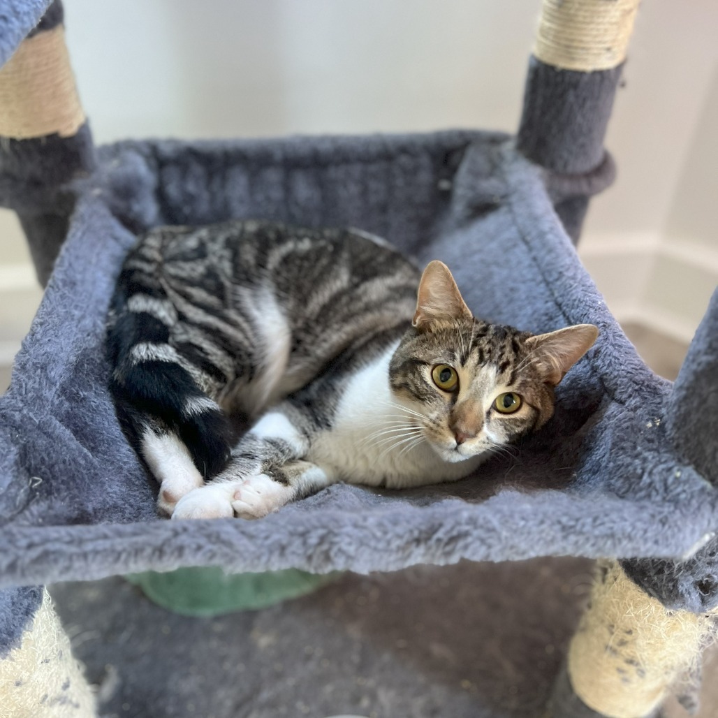 Mastiff, an adoptable Domestic Short Hair in Lions Bay, BC, V0N 2E0 | Photo Image 3