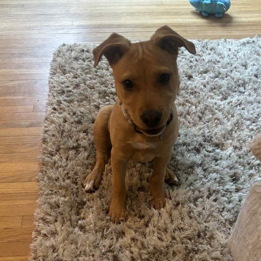 Lena, an adoptable Mixed Breed in Brainerd, MN, 56401 | Photo Image 1