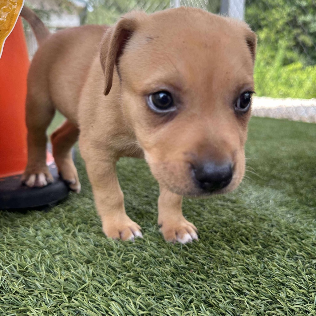 Lena, an adoptable Mixed Breed in Brainerd, MN, 56401 | Photo Image 2