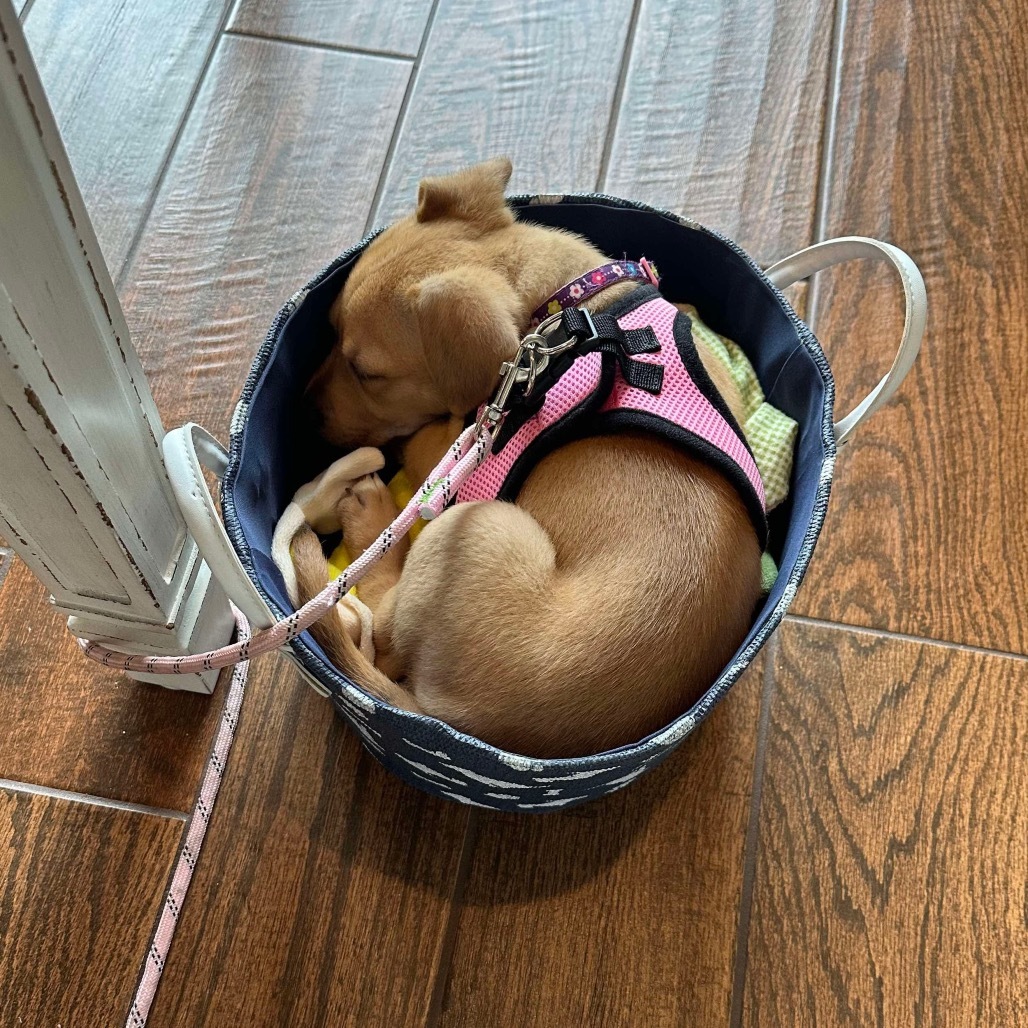 Lena, an adoptable Mixed Breed in Brainerd, MN, 56401 | Photo Image 3