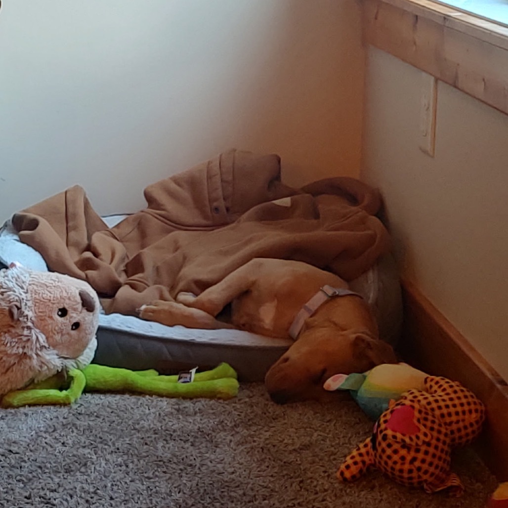 Lena, an adoptable Mixed Breed in Brainerd, MN, 56401 | Photo Image 4