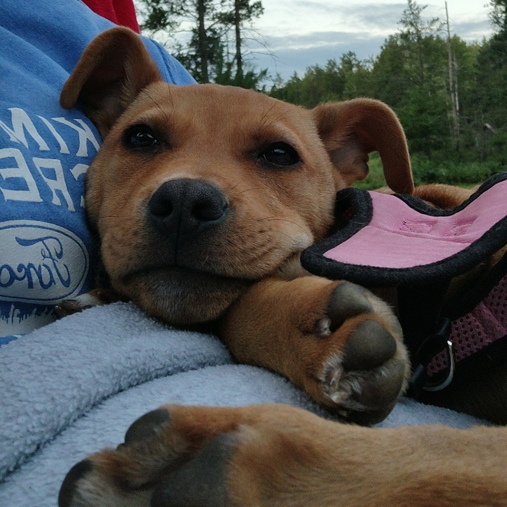 Lena, an adoptable Mixed Breed in Brainerd, MN, 56401 | Photo Image 5