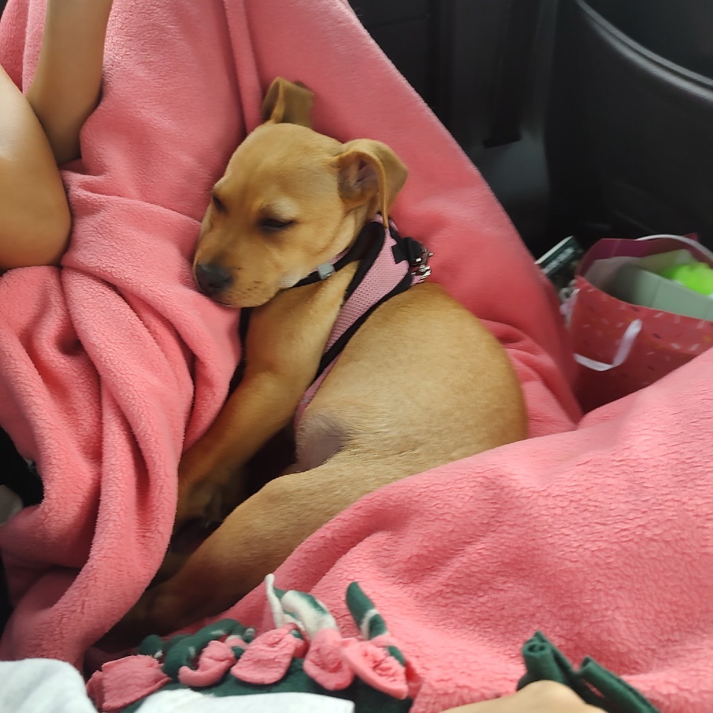 Lena, an adoptable Mixed Breed in Brainerd, MN, 56401 | Photo Image 6