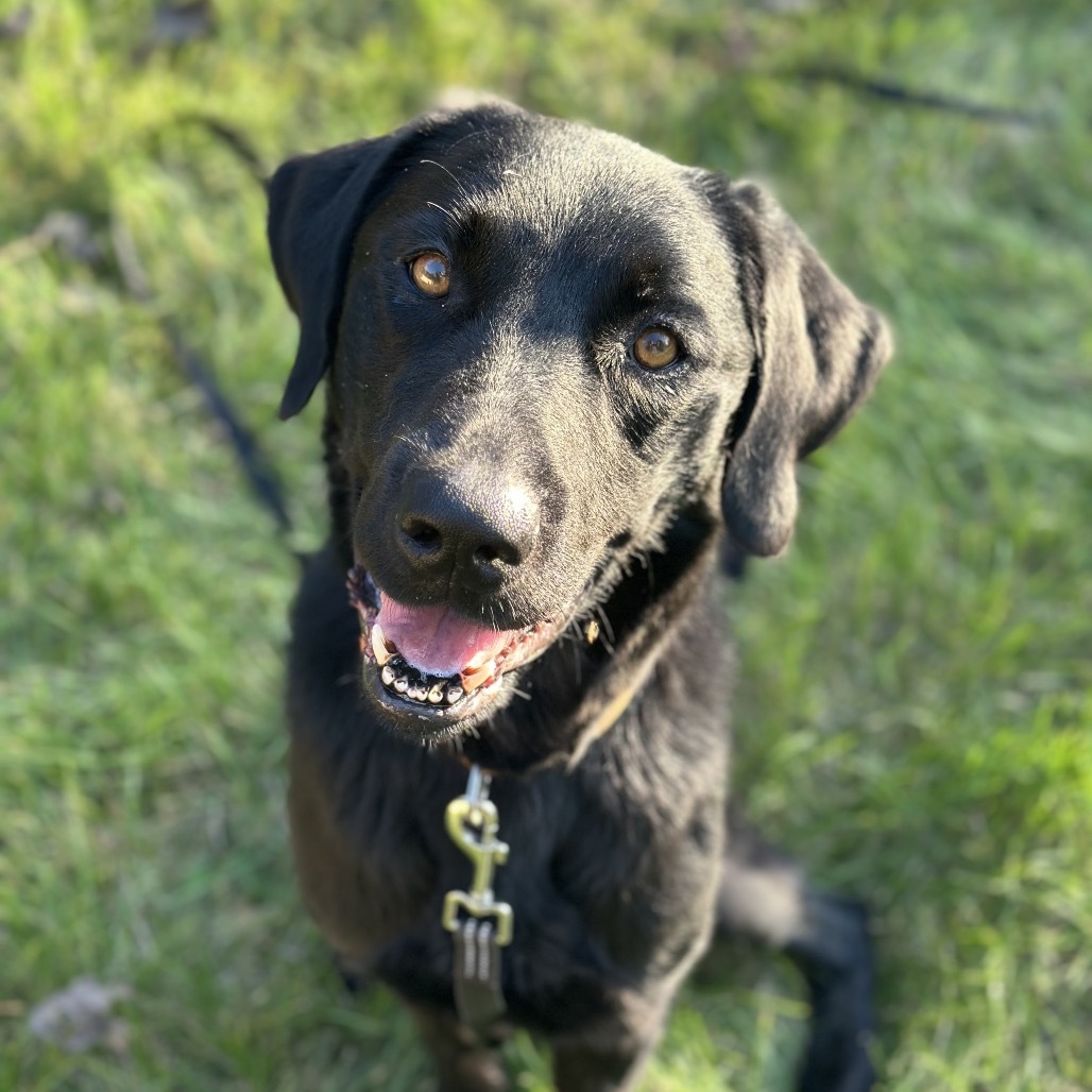Bolton, an adoptable Black Labrador Retriever in Brainerd, MN, 56401 | Photo Image 1