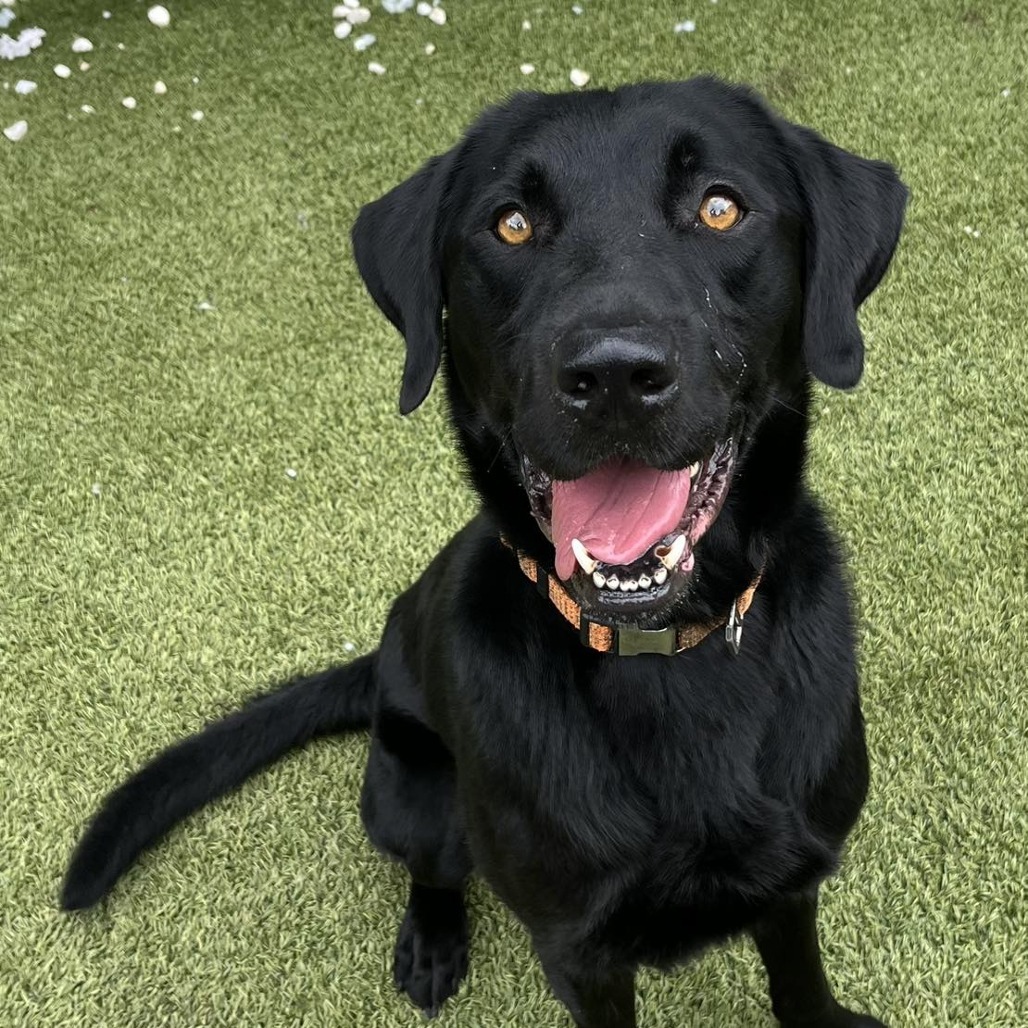 Bolton, an adoptable Black Labrador Retriever in Brainerd, MN, 56401 | Photo Image 2