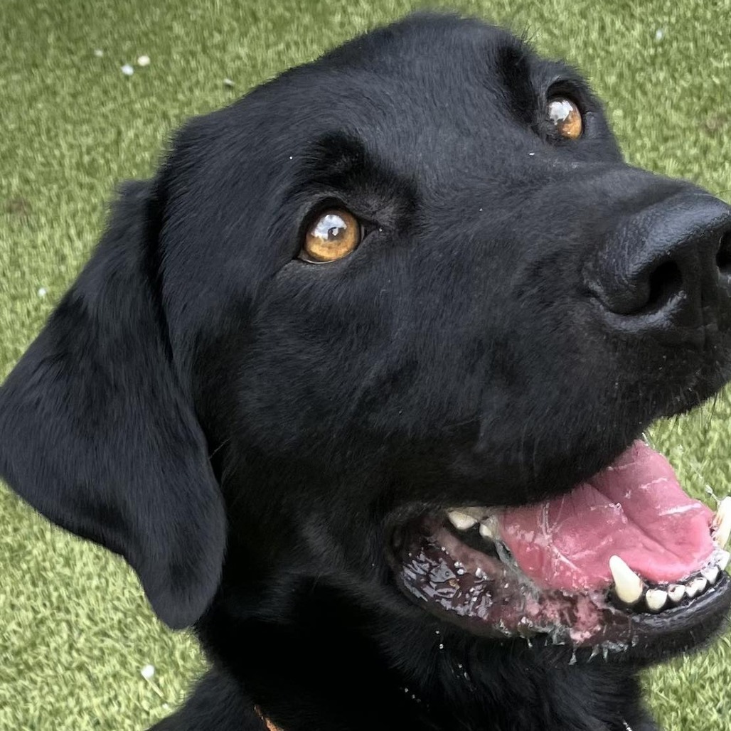 Bolton, an adoptable Black Labrador Retriever in Brainerd, MN, 56401 | Photo Image 3