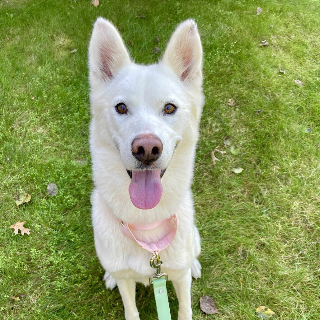 Winter, an adoptable Siberian Husky in Brainerd, MN, 56401 | Photo Image 1