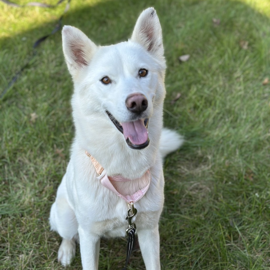 Winter, an adoptable Siberian Husky in Brainerd, MN, 56401 | Photo Image 2