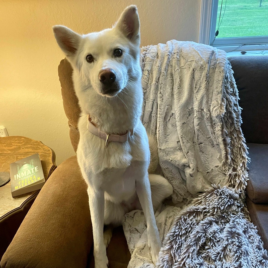 Winter, an adoptable Siberian Husky in Brainerd, MN, 56401 | Photo Image 3