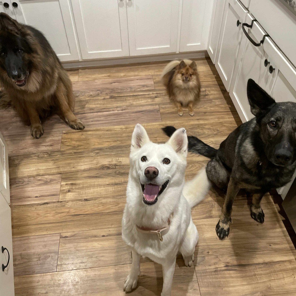 Winter, an adoptable Siberian Husky in Brainerd, MN, 56401 | Photo Image 4