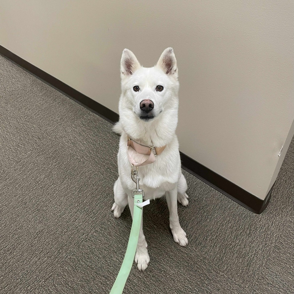 Winter, an adoptable Siberian Husky in Brainerd, MN, 56401 | Photo Image 5