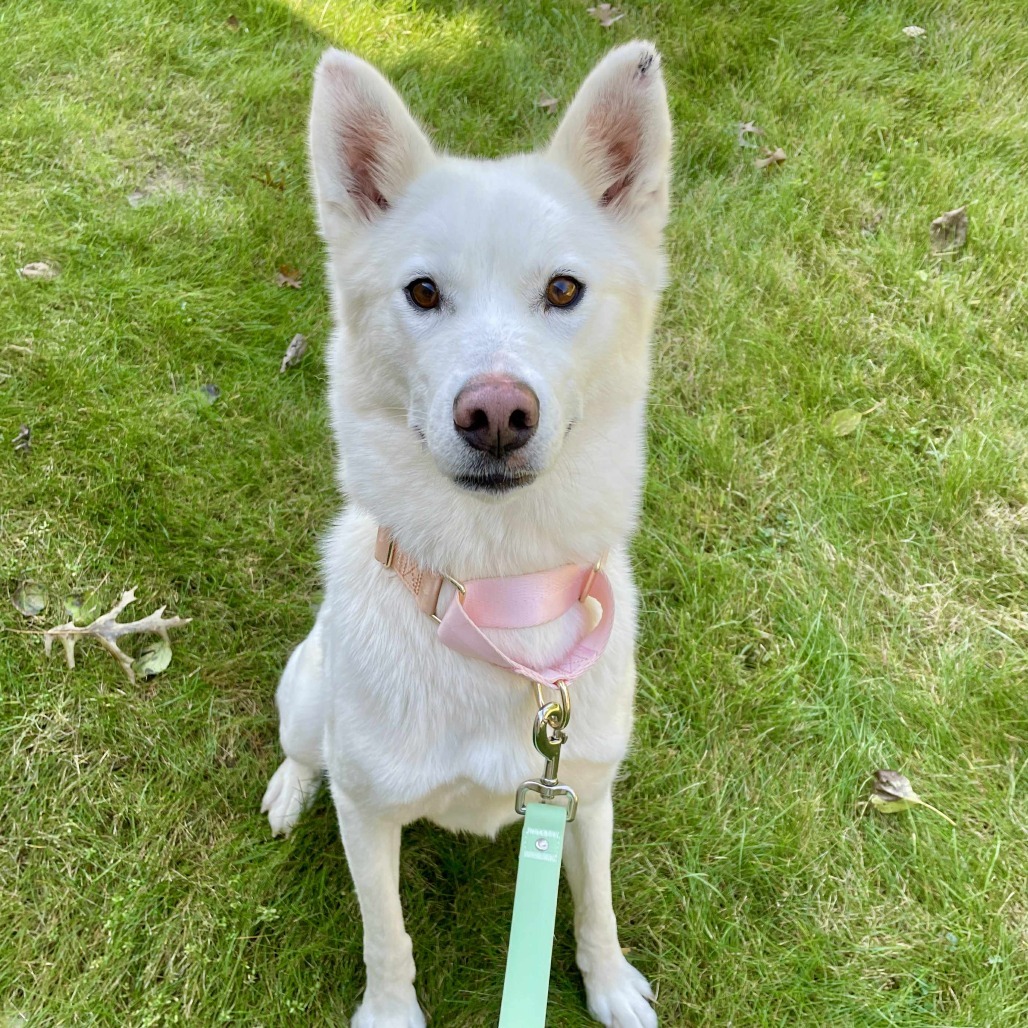 Winter, an adoptable Siberian Husky in Brainerd, MN, 56401 | Photo Image 6