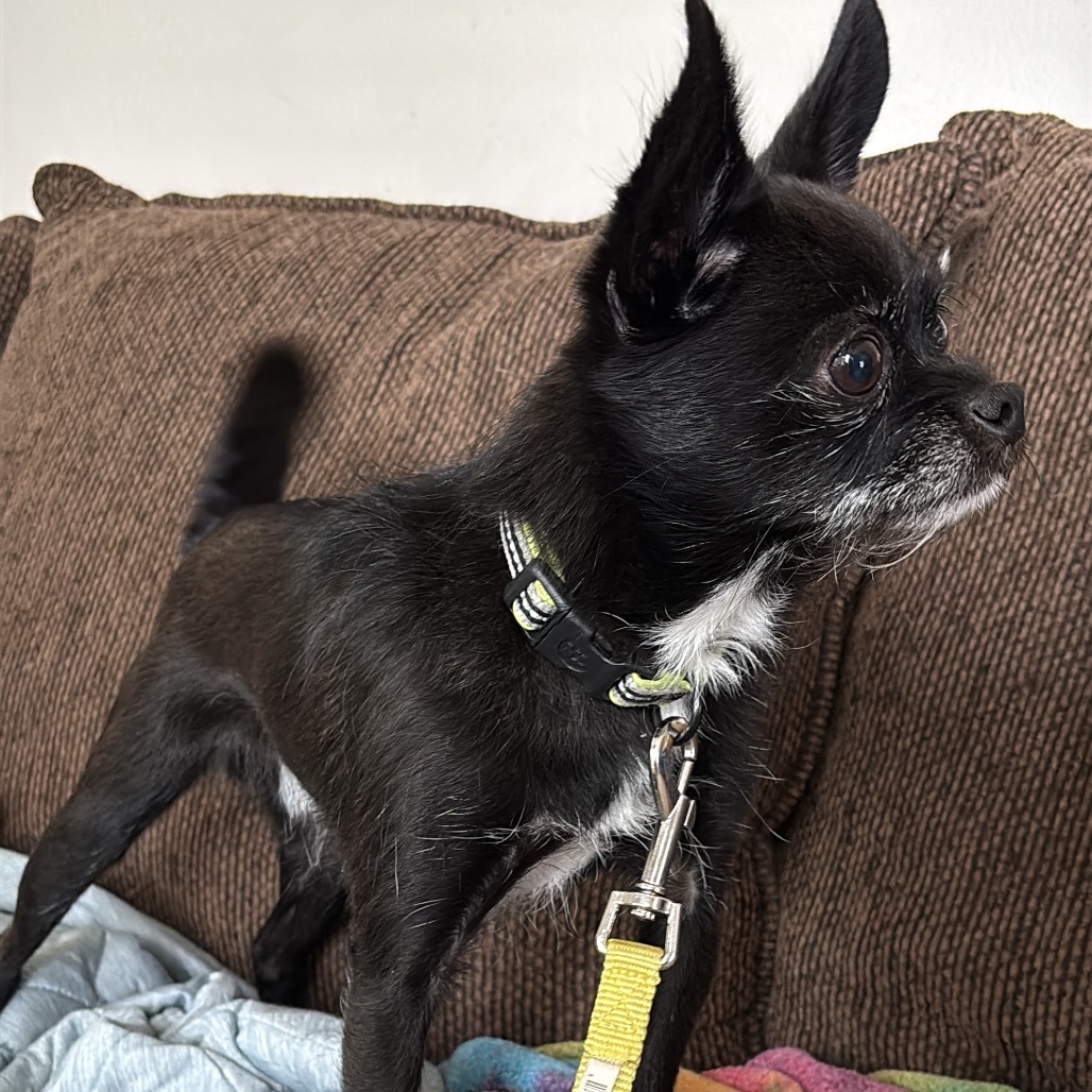 Jax, an adoptable Cairn Terrier, Chihuahua in Brainerd, MN, 56401 | Photo Image 1
