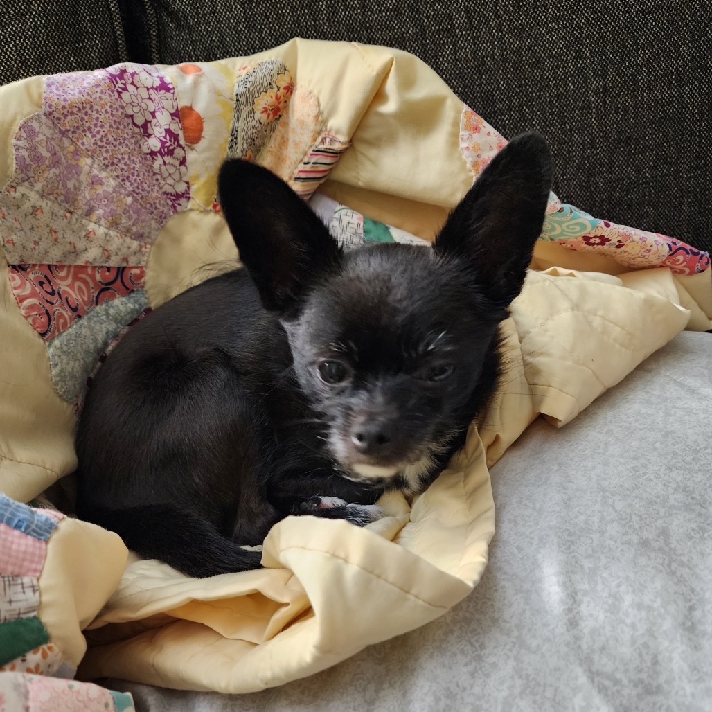 Jax, an adoptable Cairn Terrier, Chihuahua in Brainerd, MN, 56401 | Photo Image 2