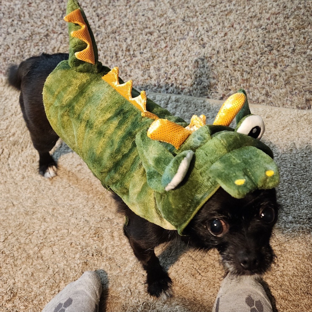 Jax, an adoptable Cairn Terrier, Chihuahua in Brainerd, MN, 56401 | Photo Image 3