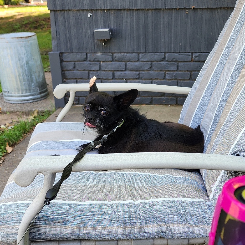 Jax, an adoptable Cairn Terrier, Chihuahua in Brainerd, MN, 56401 | Photo Image 4