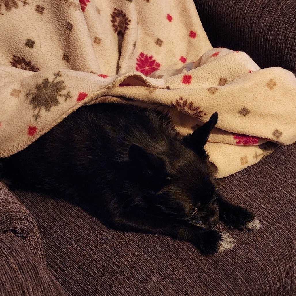 Jax, an adoptable Cairn Terrier, Chihuahua in Brainerd, MN, 56401 | Photo Image 5