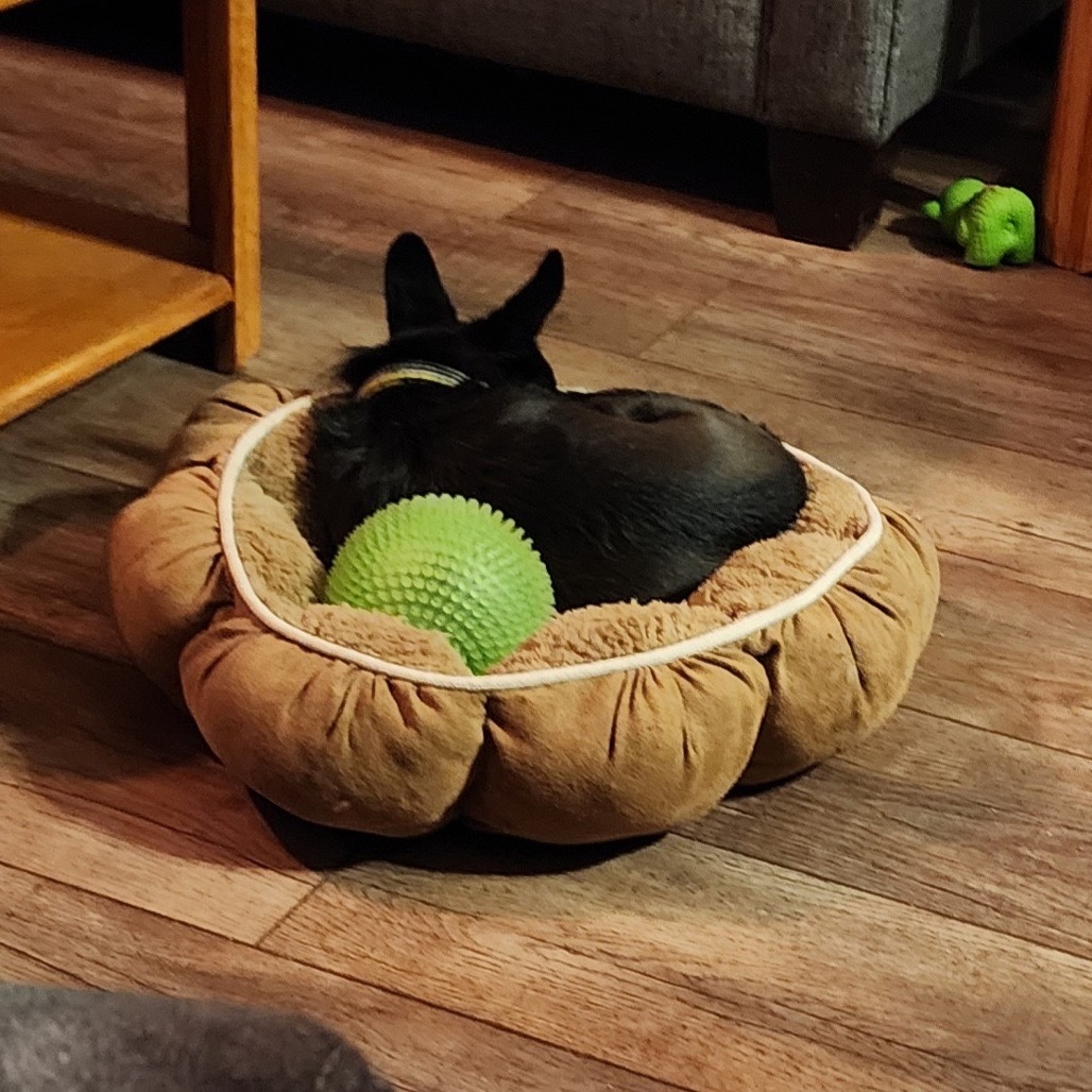 Jax, an adoptable Cairn Terrier, Chihuahua in Brainerd, MN, 56401 | Photo Image 6