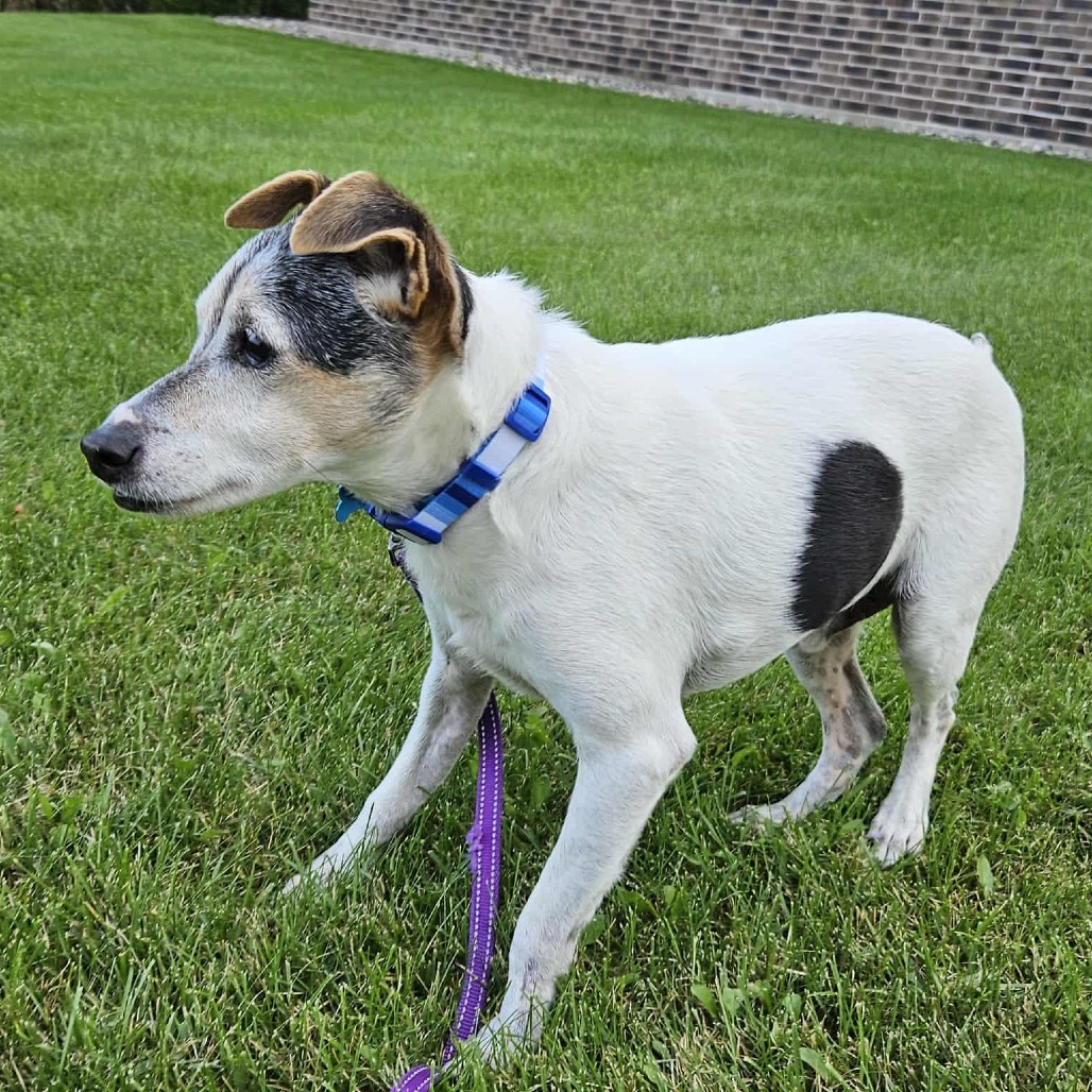 Haus, an adoptable Rat Terrier, Jack Russell Terrier in Brainerd, MN, 56401 | Photo Image 1