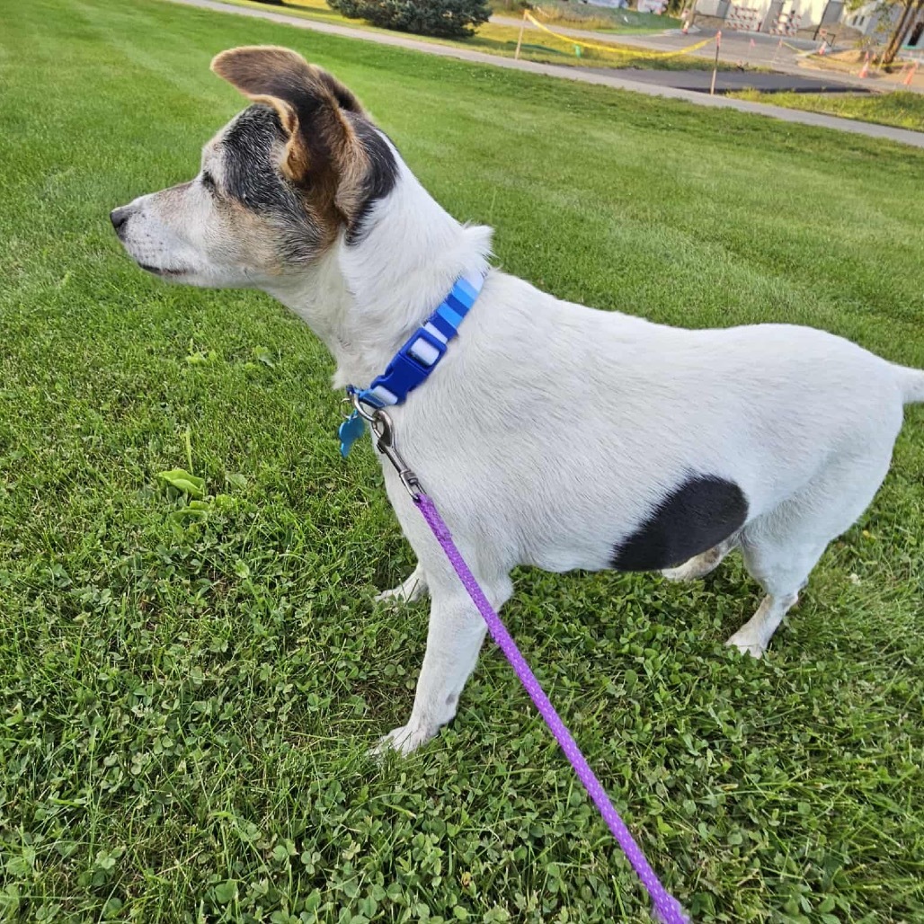 Haus, an adoptable Rat Terrier, Jack Russell Terrier in Brainerd, MN, 56401 | Photo Image 2