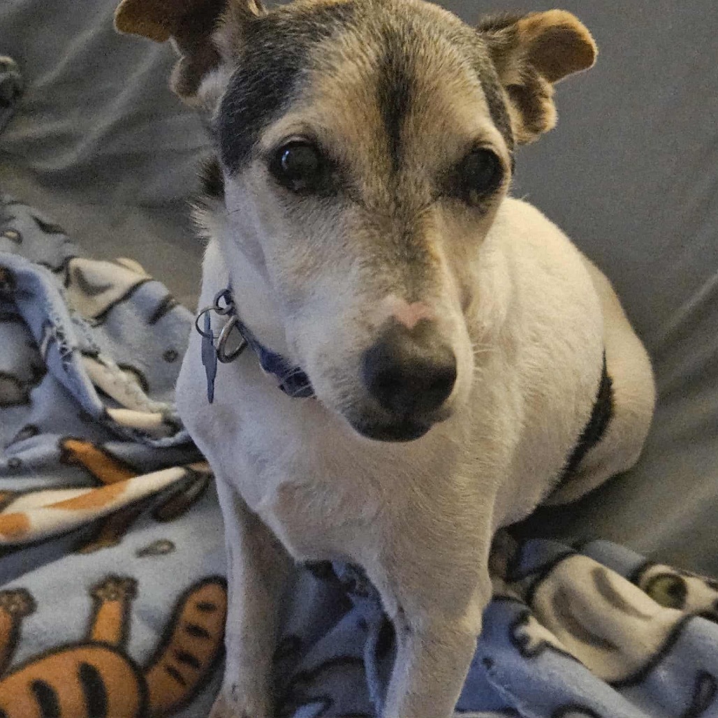 Haus, an adoptable Rat Terrier, Jack Russell Terrier in Brainerd, MN, 56401 | Photo Image 3