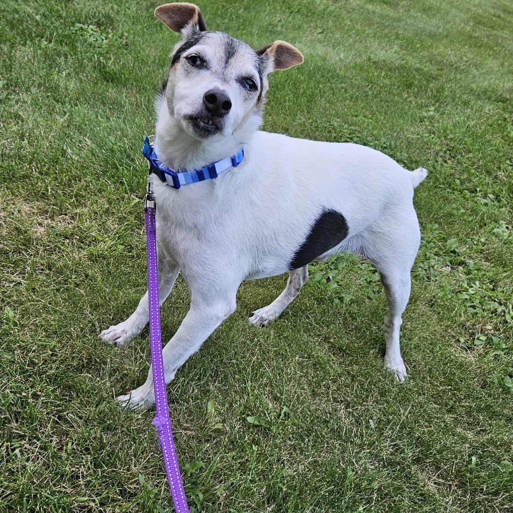 Haus, an adoptable Rat Terrier, Jack Russell Terrier in Brainerd, MN, 56401 | Photo Image 4