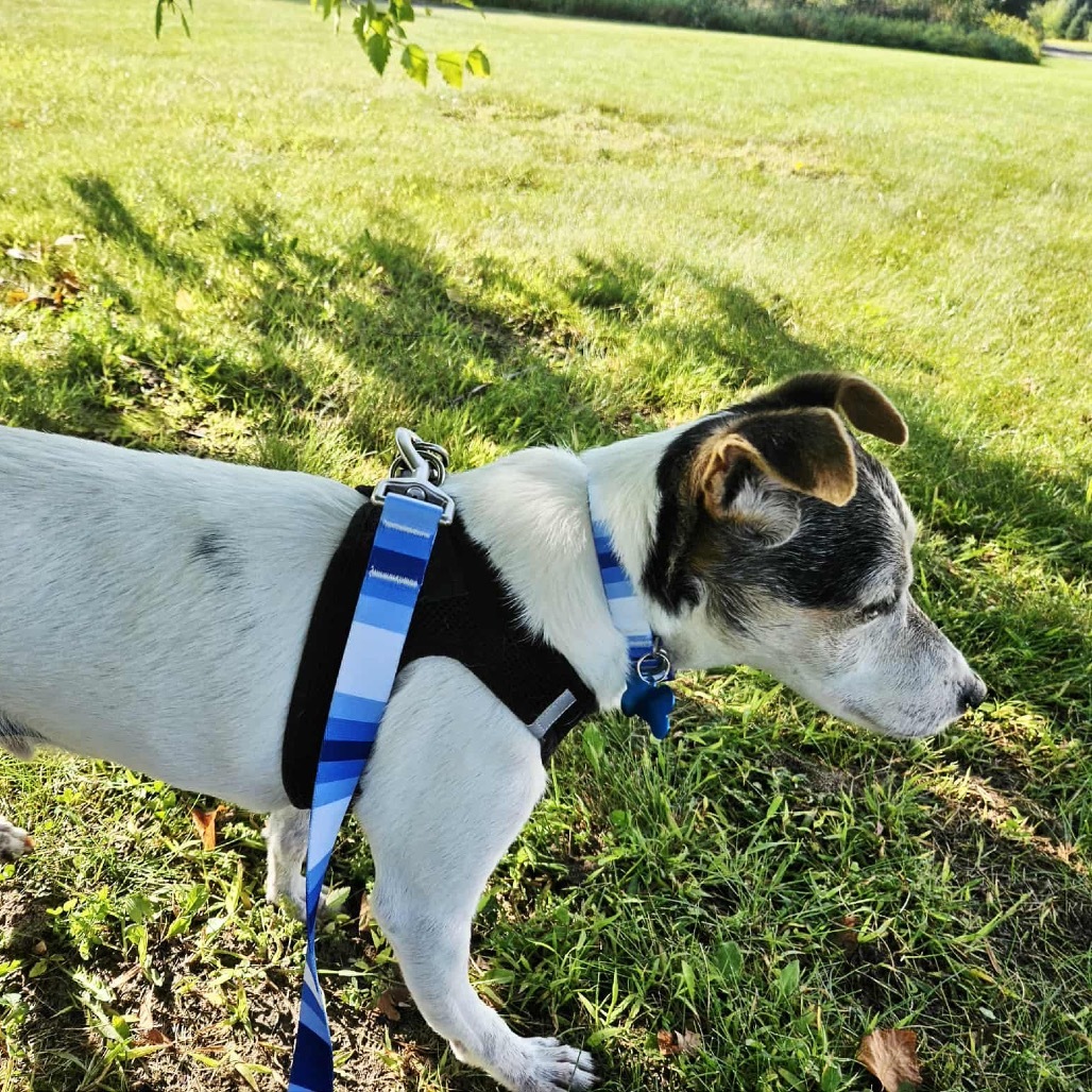Haus, an adoptable Rat Terrier, Jack Russell Terrier in Brainerd, MN, 56401 | Photo Image 5