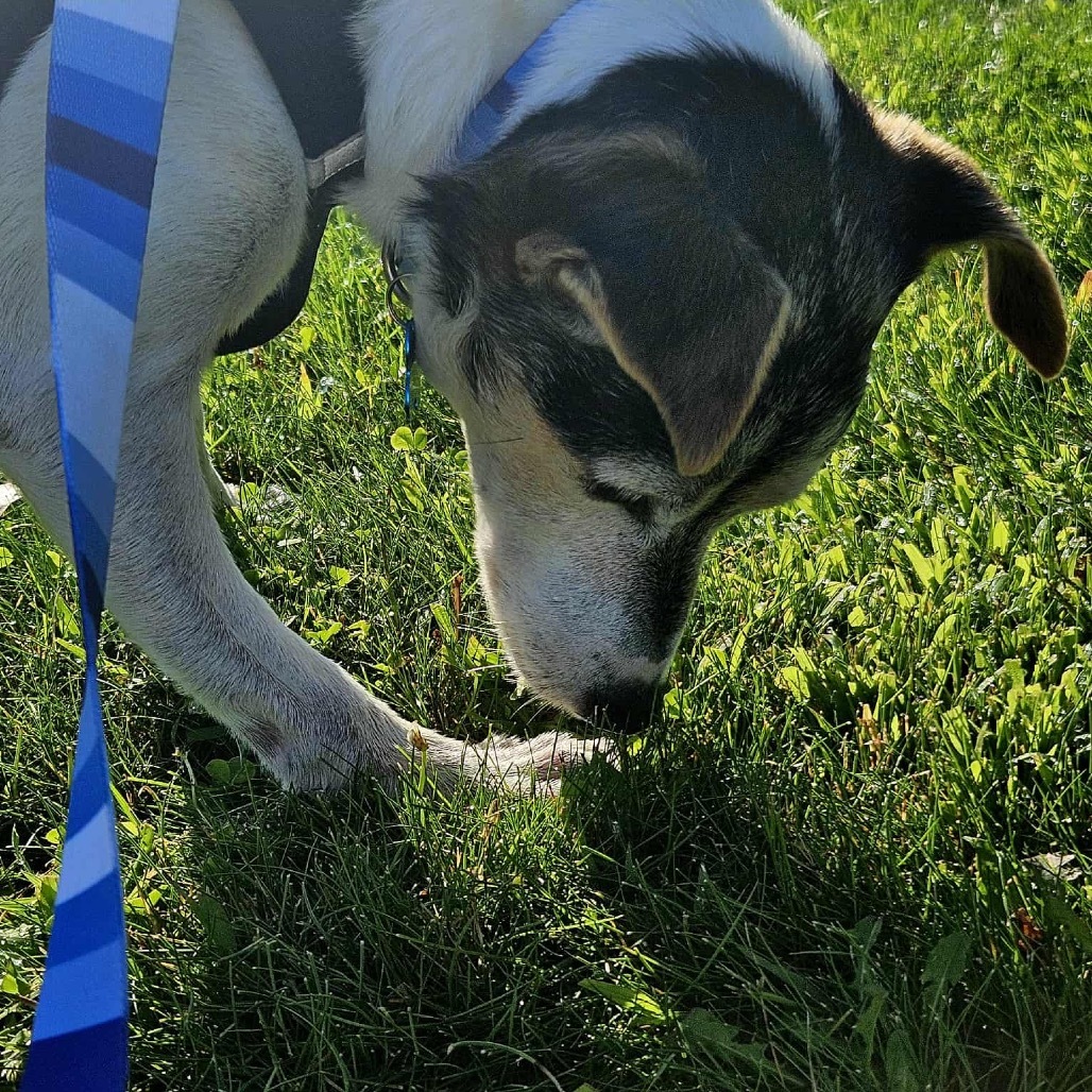 Haus, an adoptable Rat Terrier, Jack Russell Terrier in Brainerd, MN, 56401 | Photo Image 6