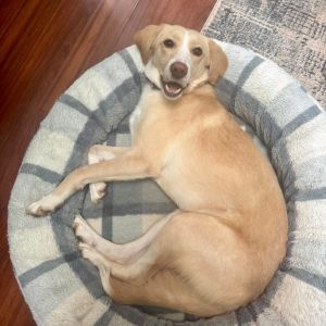 Hazel