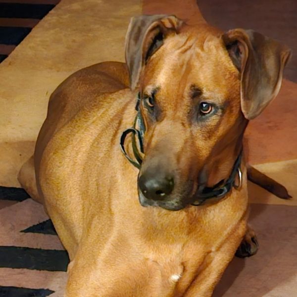 Jethro