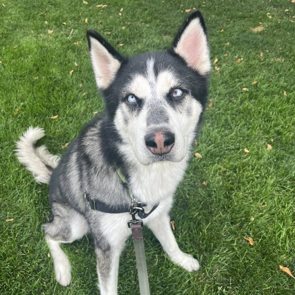 Skylar
