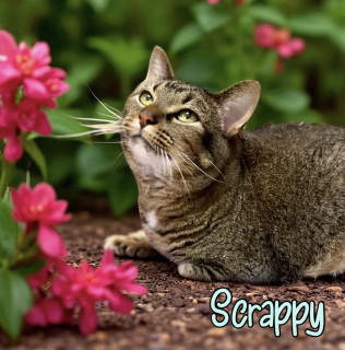 Scrappy 125354