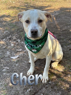 Cher 33516