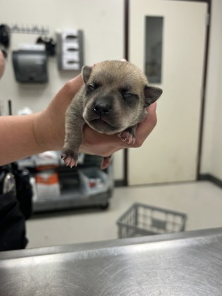 Puppy 1