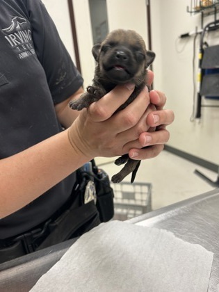 Puppy 4