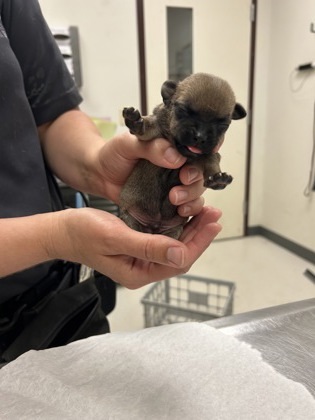 Puppy 3