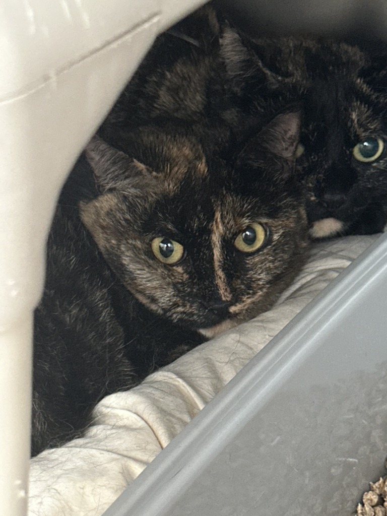 Peanut